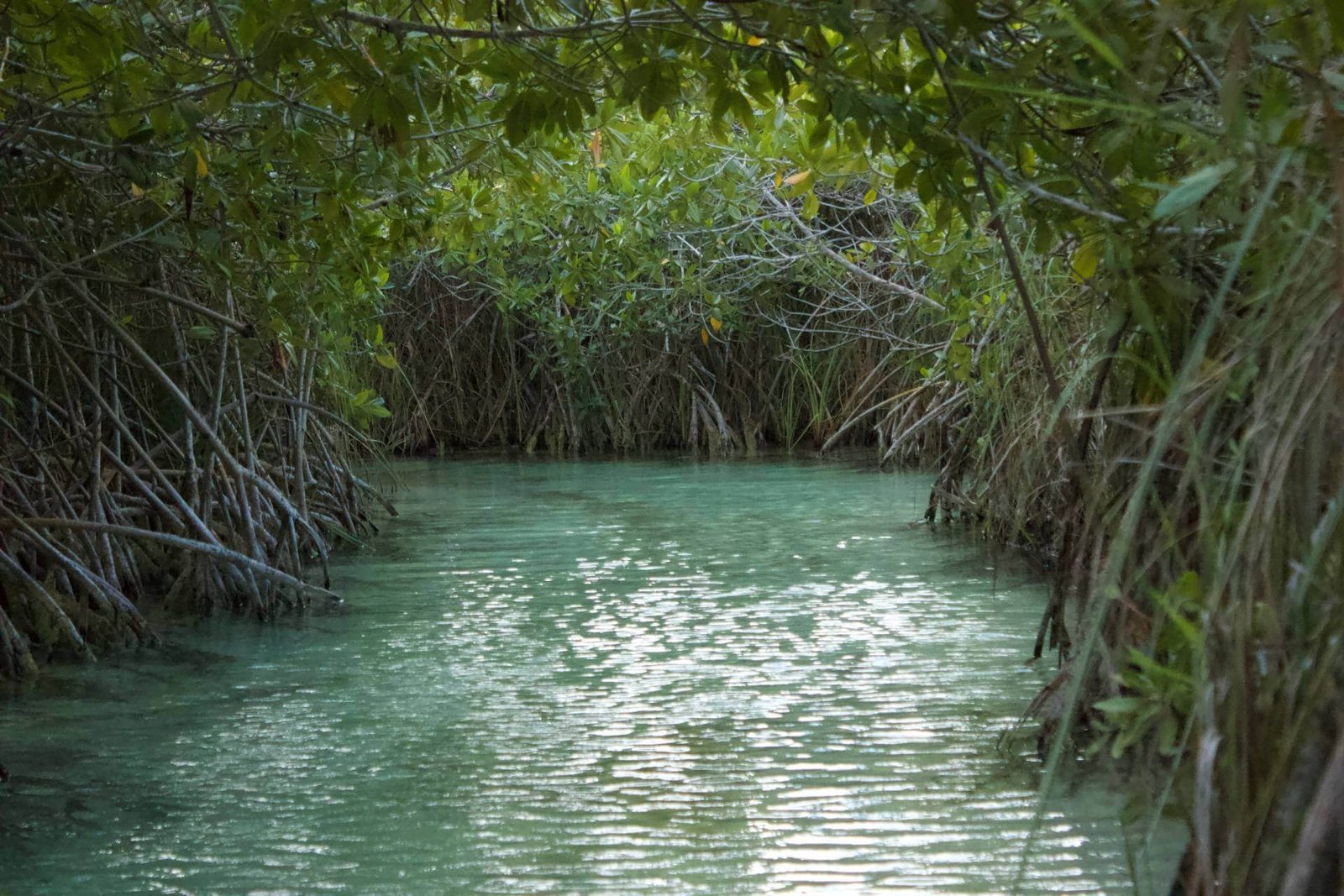 Muyil Ruins & Sian Kaan Lazy Rivers photo 1