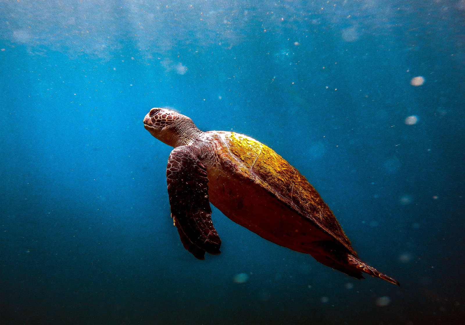 Snorkeling with Sea Turtles & Cenote