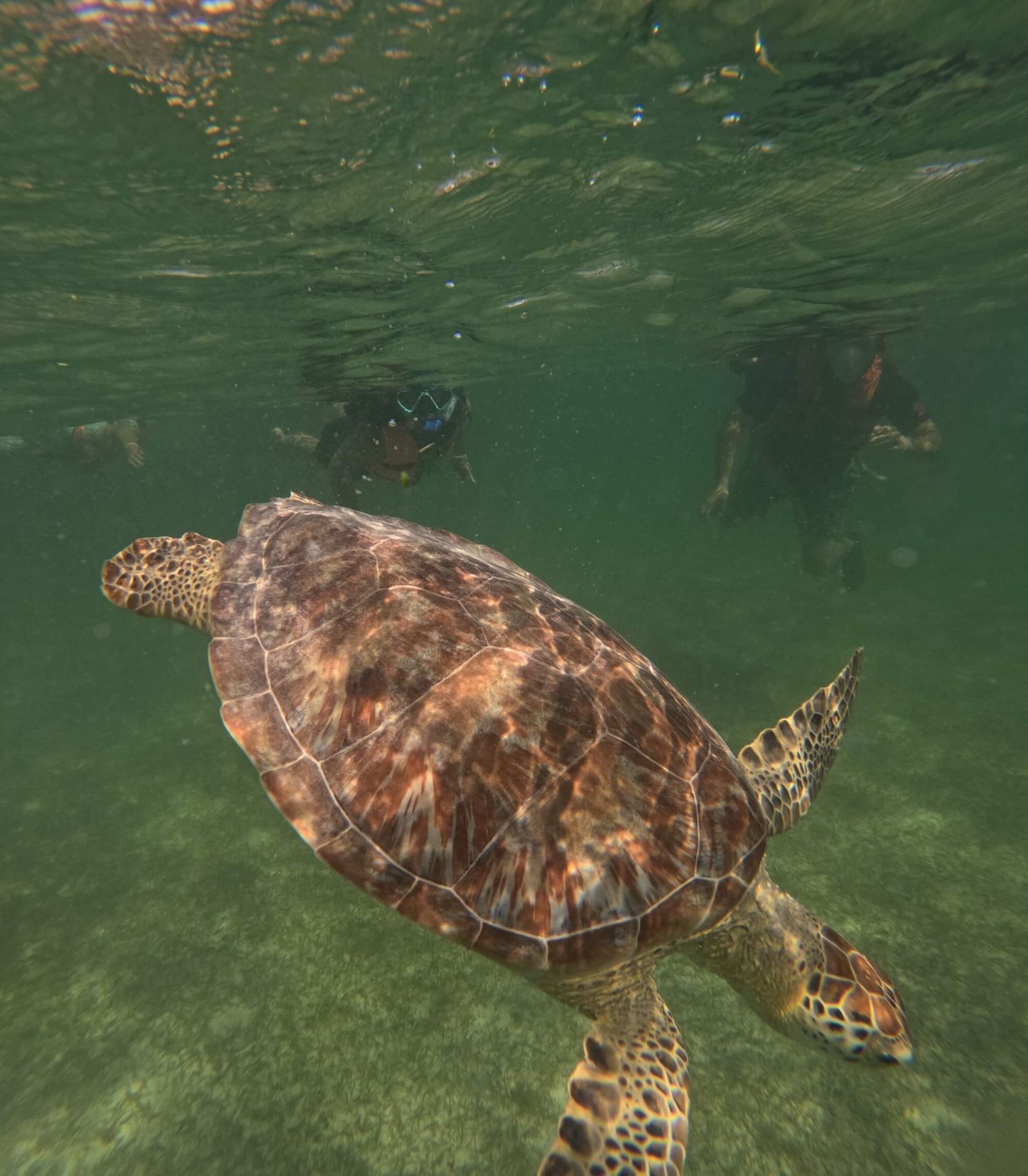 Snorkeling with Sea Turtles & Cenote photo 3