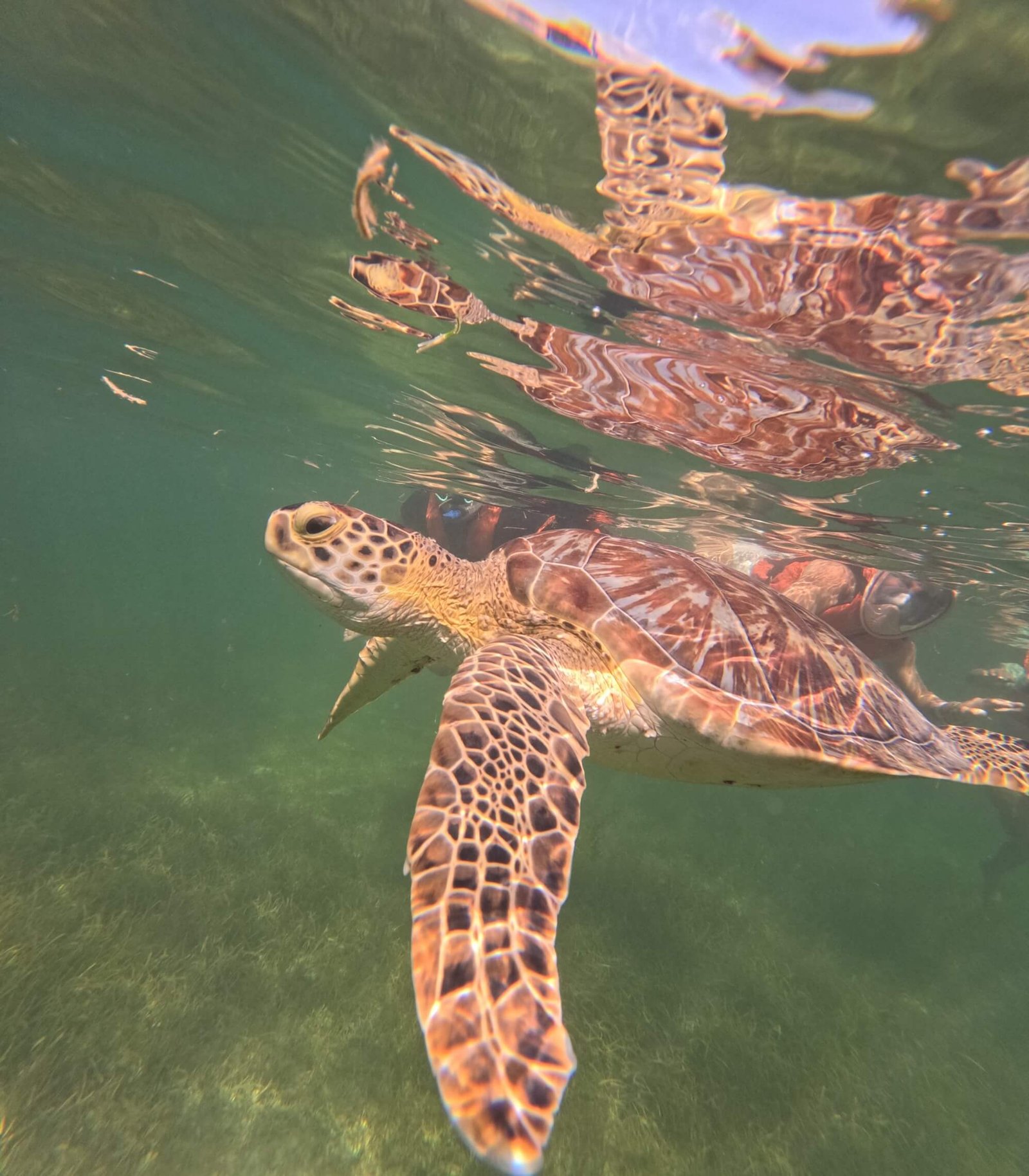 Snorkeling with Sea Turtles & Cenote photo 4