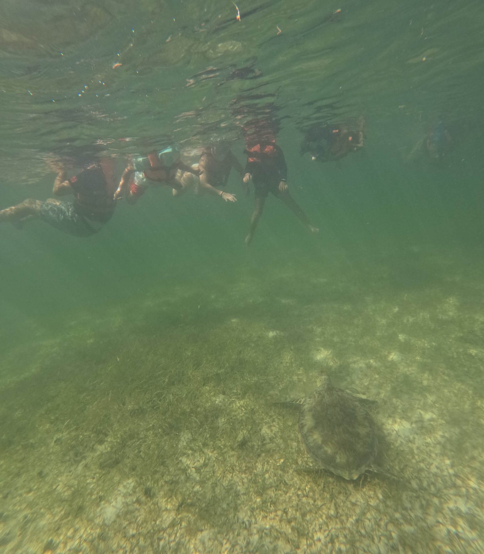 Snorkeling with Sea Turtles & Cenote photo 8