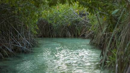 Sian Ka'an lazy river channels